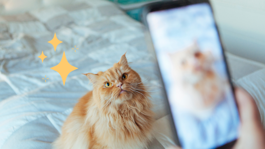 Taking a photo with a phone of an orange cat in Marietta, GA